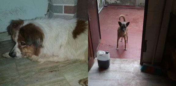 Charly y Maru los perros de Mario Viglietti necesitan hogar urgente! Nos ayudan?